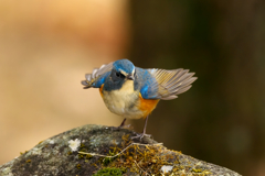 ご無沙汰です！ルリビタキ