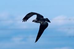 撮ったど~飛行 ミサゴ