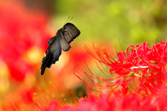 彼岸花とカラスアゲハ