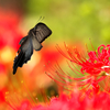 彼岸花とカラスアゲハ