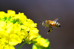 ミツバチには、菜の花が良く似合う　1
