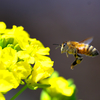 ミツバチには、菜の花が良く似合う　1