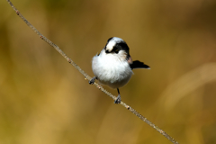 可愛らしさは、シマエナガに負けません！エナガ