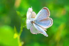 どこにでもいる蝶　ヤマトシジミ