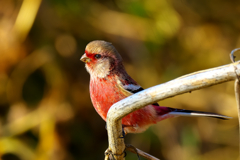 名前の由来が理解できます！　ベニマシコ