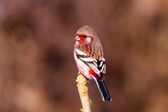今年も楽しませてくれそうです!!　ベニマシコ