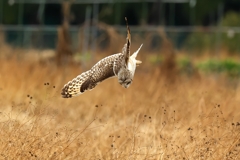 久しぶりの出会い　コミミズク
