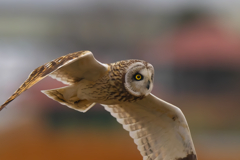 久しぶりの出会い　コミミズク