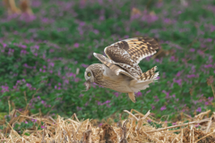 ネズミを捕えて　コミミズク