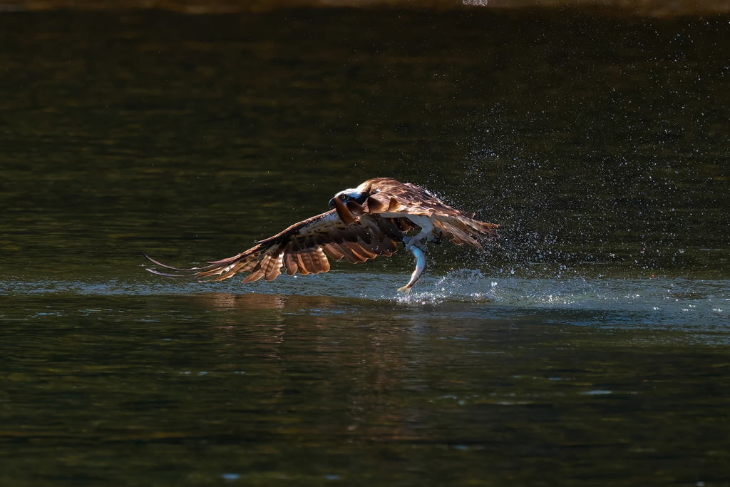 ダイブから離水　ミサゴ
