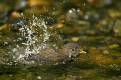 巣立ち　カワガラス　1