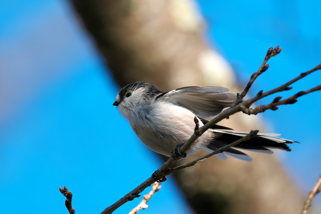 見つめられたら悩殺です！エナガ