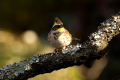 お気に入りの止まり木に！　ミヤマホオジロ