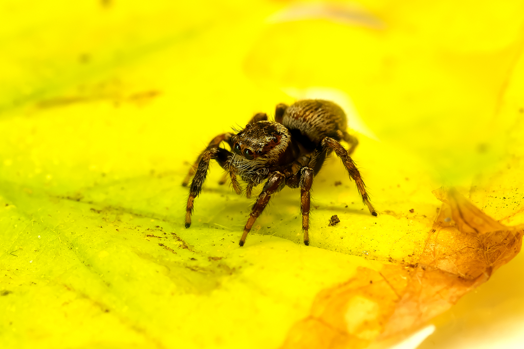 ハエトリグモ？　撮ってみた