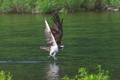 ミサゴ　狩り風景 離陸