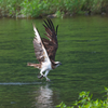 ミサゴ　狩り風景 離陸