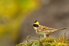 トンガリ帽が可愛い！ミヤマホオジロ