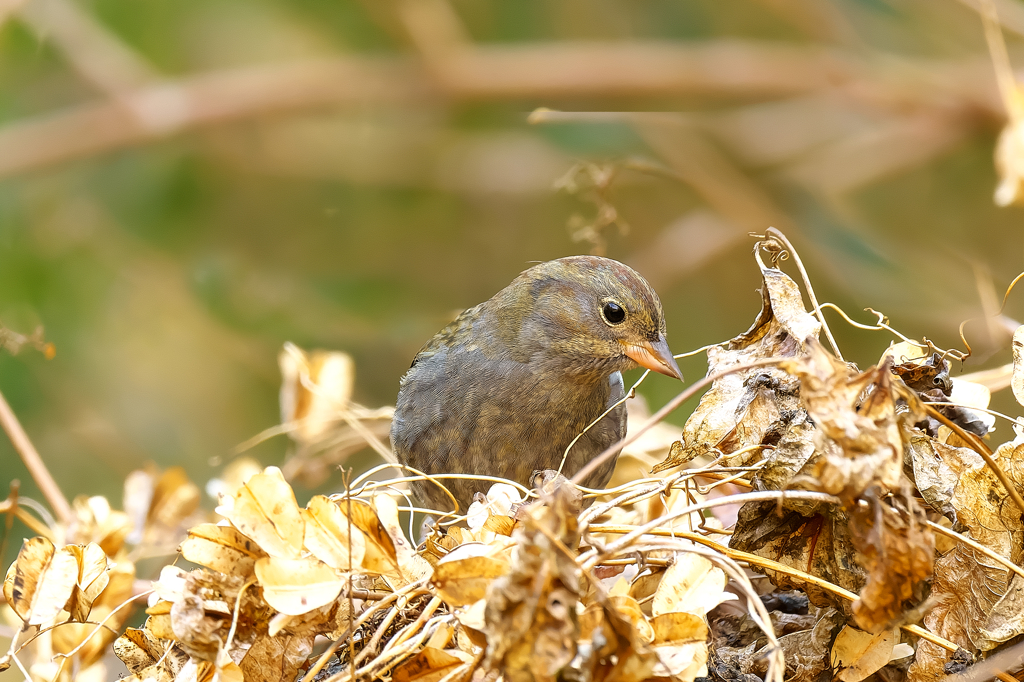 何処かで見たことがある・・・クロジ若？
