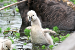 黒鳥の子供たち　元気に成長中!!　2