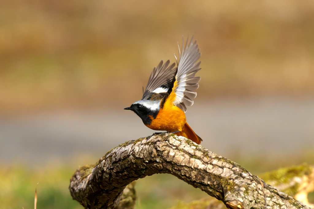 時々、撮ってくれても嘆いています(⁠╯⁠︵⁠╰⁠,⁠)　ジョビ君