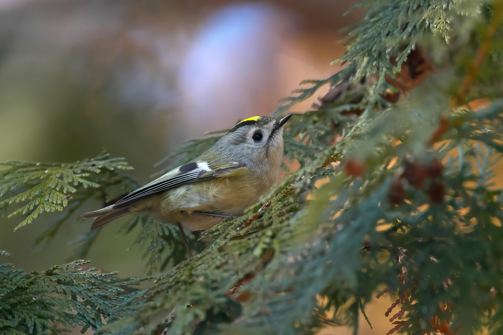 久しぶりの嬉しい出会いに感謝!!　キク君