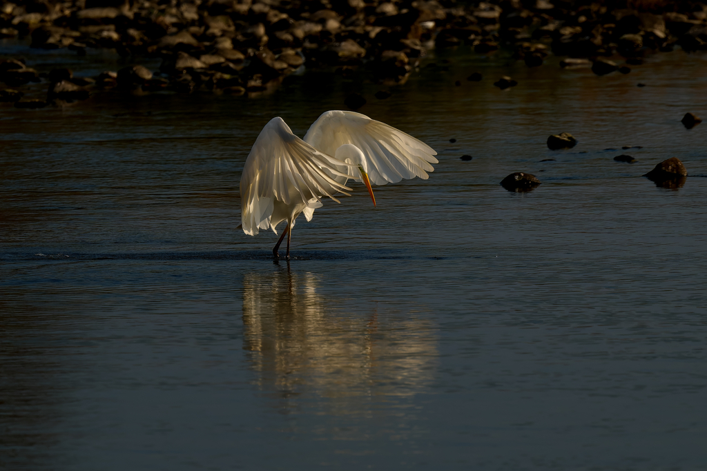 ダイサギ狩り風景