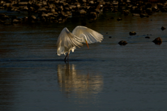 ダイサギ狩り風景