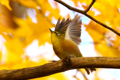 秋色に染めて　メジロ