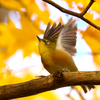 秋色に染めて　メジロ