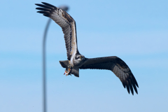 撮ったど~飛行 ミサゴ