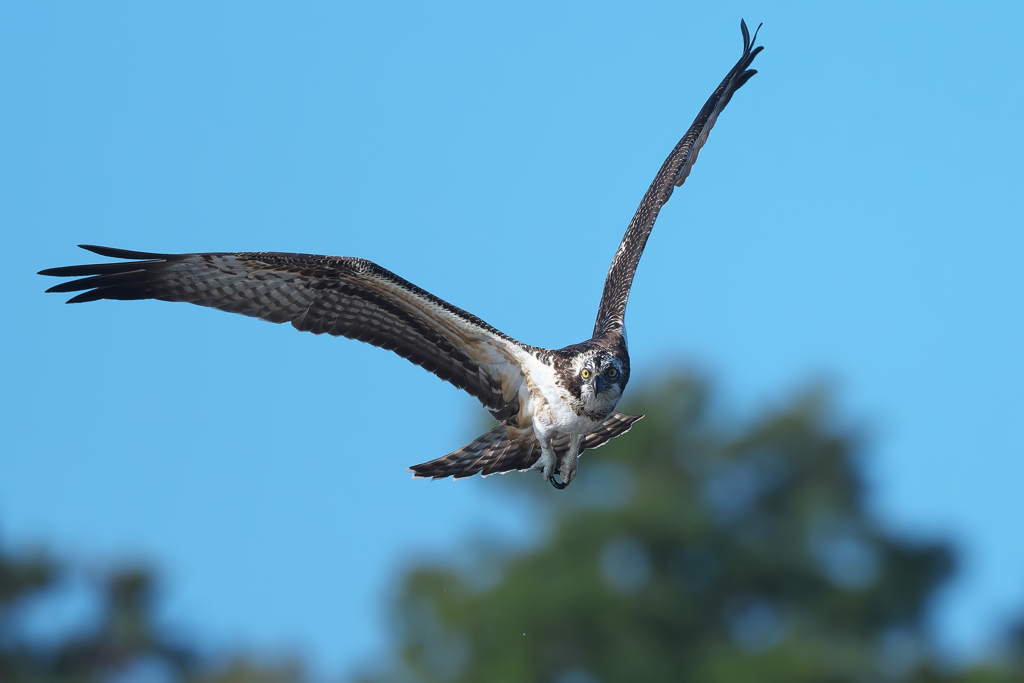 獲物を探して　ミサゴ2