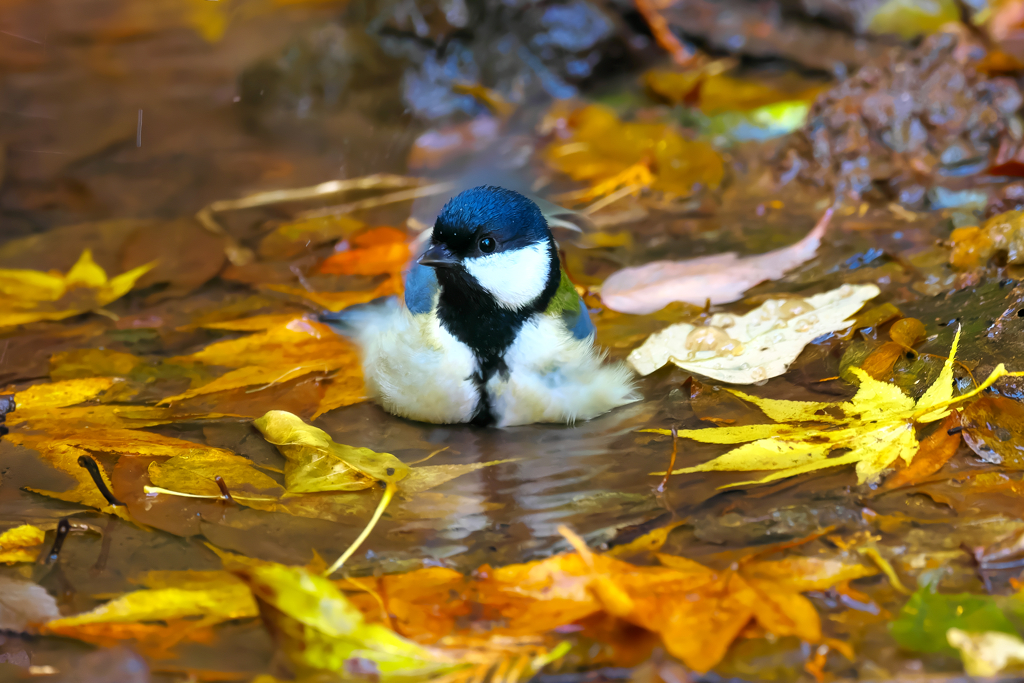 紅葉風呂は、いいよなぁ～♨　シジュウカラ