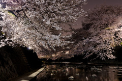 川面の夜桜