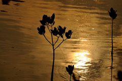 Mangrove in the Gold