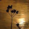 Mangrove in the Gold