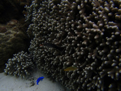 珊瑚に遊ぶ