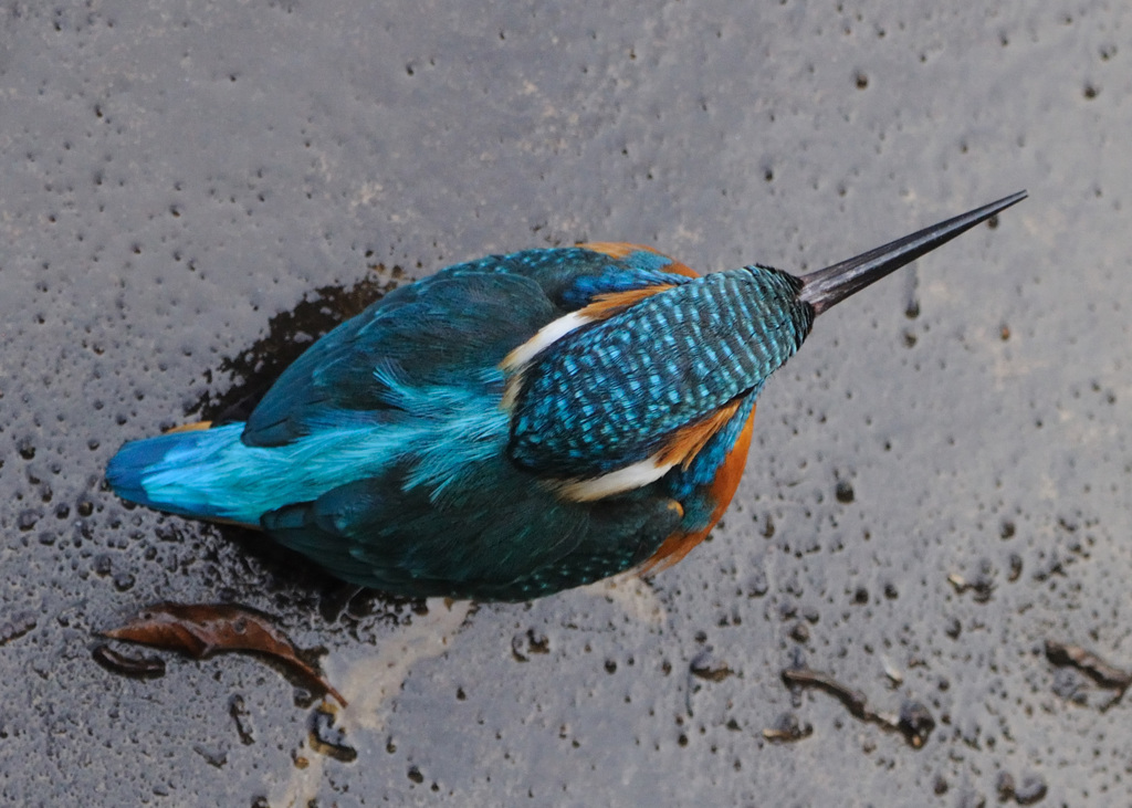 カワセミの頭頂