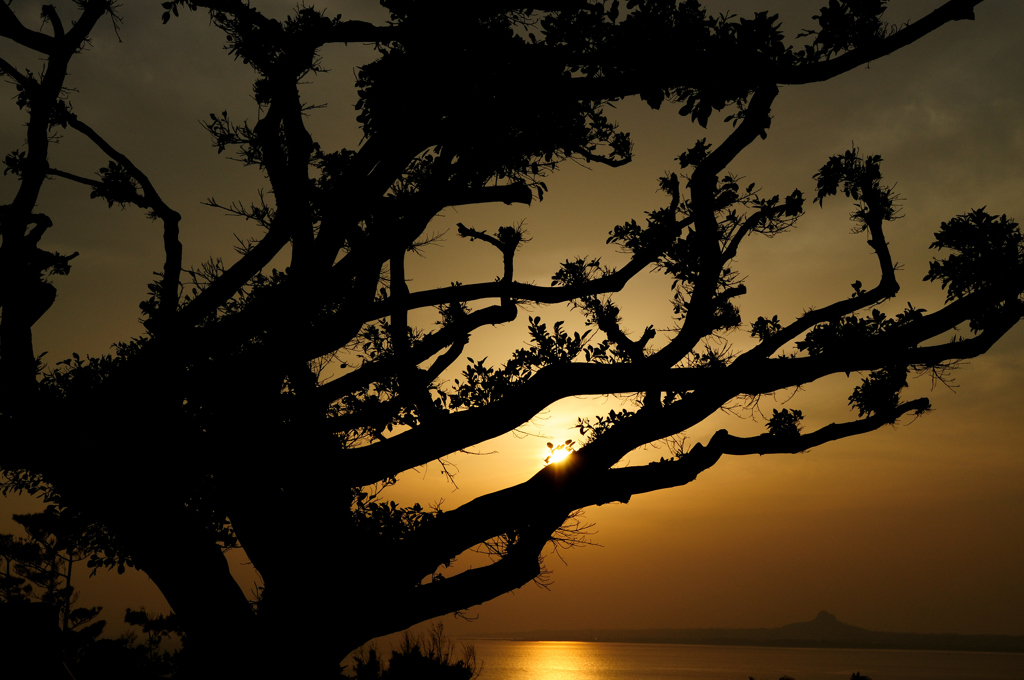 樹と夕日