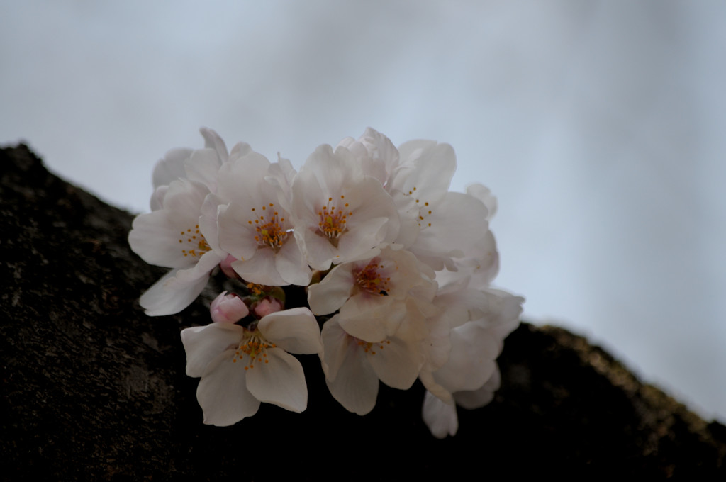 幹桜