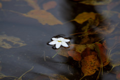 浮花