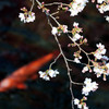 桜鯉