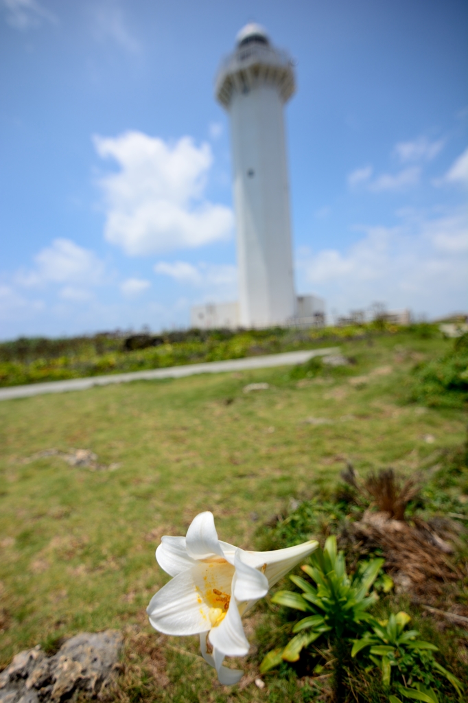 東平安名崎のテッポウユリ