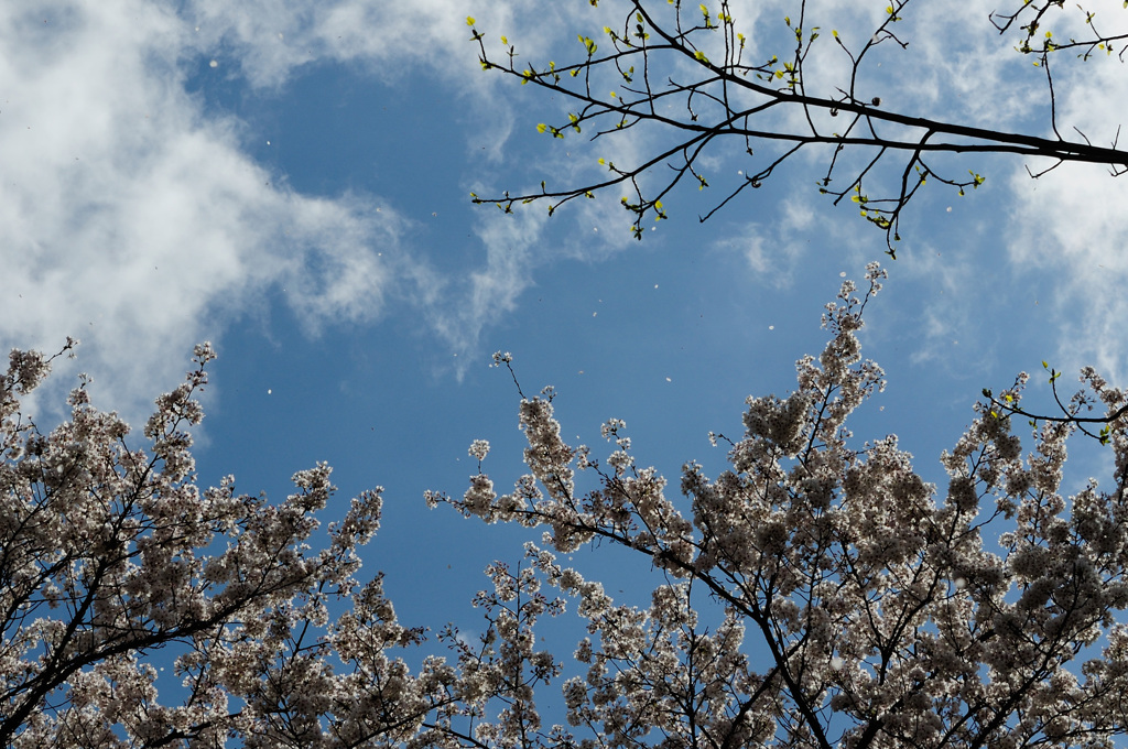 散桜