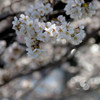 輝桜-2