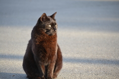 黒猫