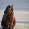 黒猫