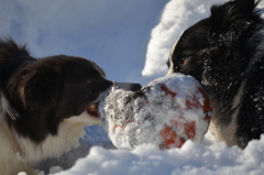 犬は喜び庭駆け回る
