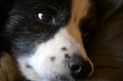 憂う犬２