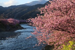 河津桜