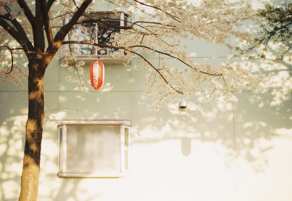 午後4時の桜